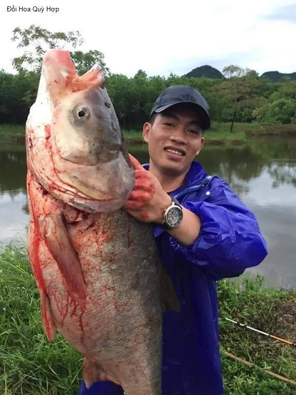 Đồi Hoa Quỳ Hợp