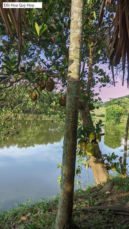 Đồi Hoa Quỳ Hợp