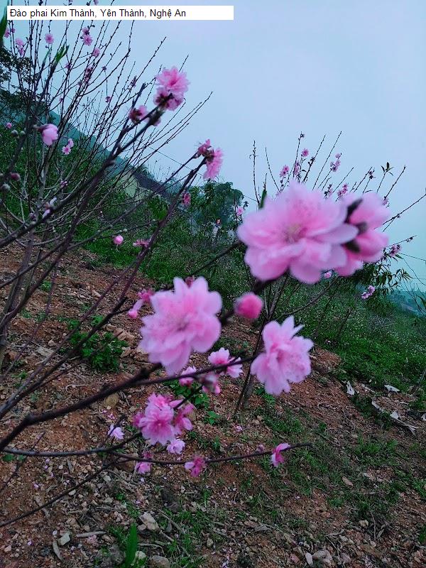 Đào phai Kim Thành, Yên Thành, Nghệ An